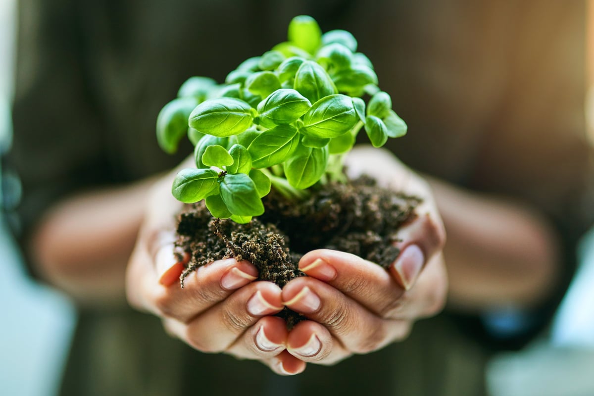 Cropped shot of a woman holding a plant growing out of soil, symbolizing a fresh financial start